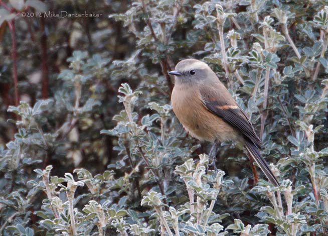 Brown-backed Chat-Tyrant (Ochthoeca fumicolor) photo