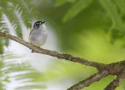 Black-capped Pygmt-Tyrant (Myiornis atricapillus) photo