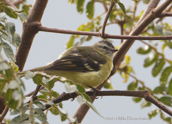 Black-capped Tyrannulet (Phyllomyias nigrocapillus) photo