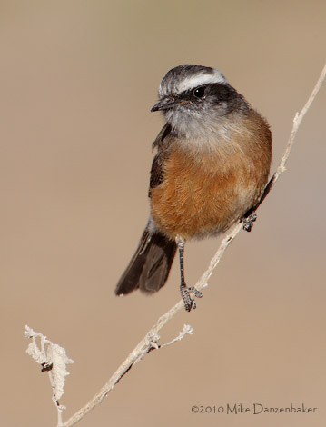 D'Orbigny's Chat-Tyrant (Ochthoeca oenanthoides) photo