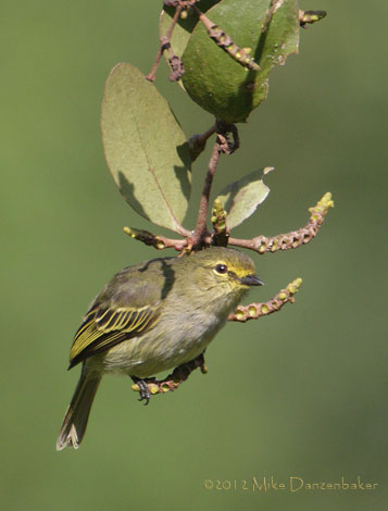Golden-faced Tyrannulet (Zimmerius chrysops) photo
