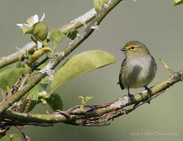 Golden-faced Tyrannulet (Zimmerius chrysops) photo