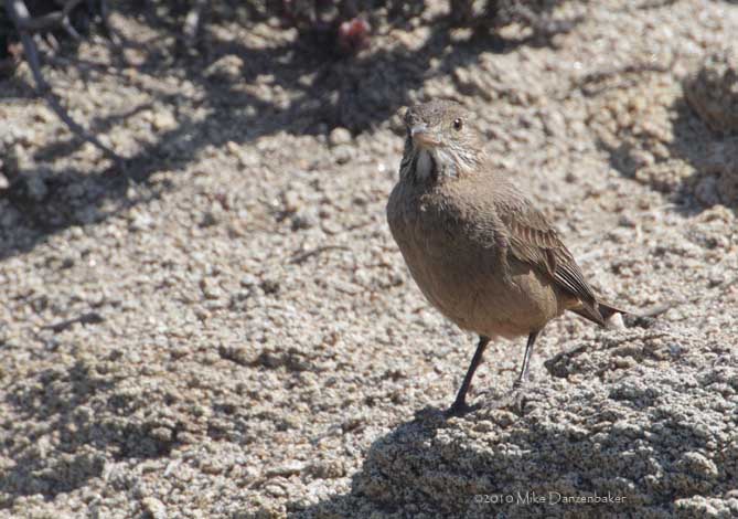 Great Shrike-Tyrant (Agriornis lividus) photo