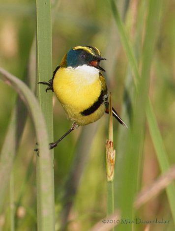 Many-colored Rush Tyrant (Tachuris rubrigastra) photo