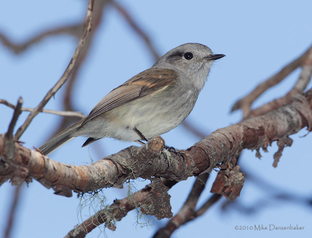 Patagonian Tyrant (Colorhamphus parvirostris) photo