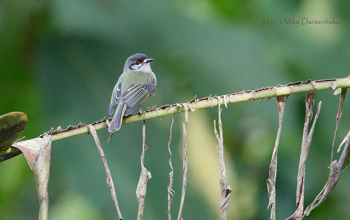 Rufous-browed Tyrannulet (Phylloscartes superciliaris) photo