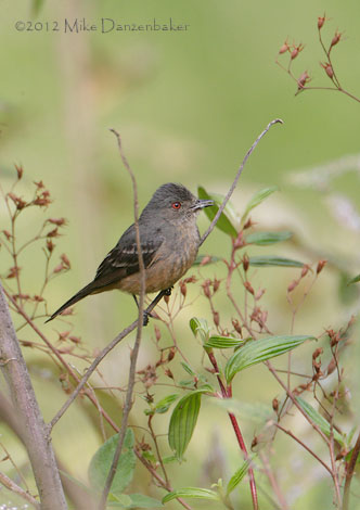 Rufous-tailed Tyrant (Knipolegus poecilurus) photo