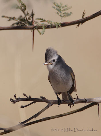 Southern Beardless Tyrannulet (Camptostoma obsoletum) photo