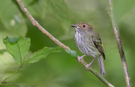 Scale-crested Pygmy-Tyrant (Lophotriccus pileatus) photo