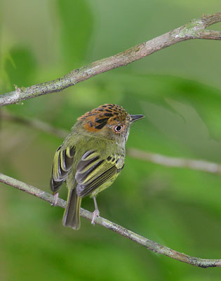 Scale-crested Pygmy-Tyrant (Lophotriccus pileatus) photo