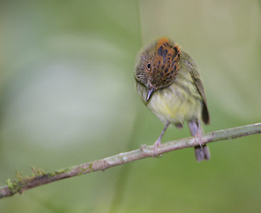 Scale-crested Pygmy-Tyrant (Lophotriccus pileatus) photo