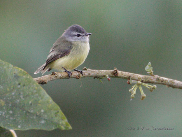 Sooty-headed Tyrannulet (Phyllomyias griseiceps) photo