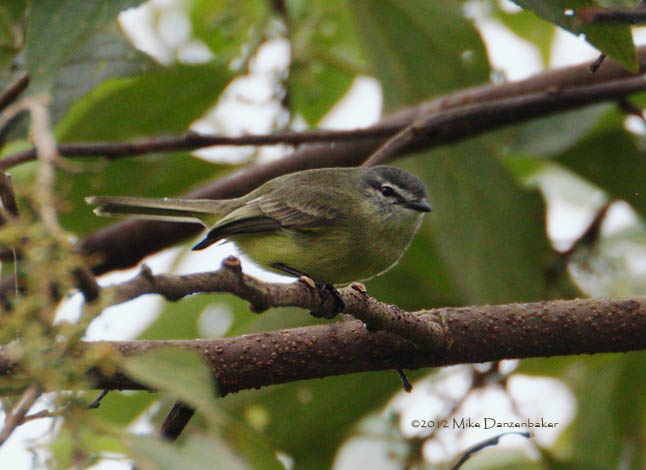 Sooty-headed Tyrannulet (Phyllomyias griseiceps) photo