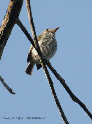 White-bellied Pygmy-Tyrant (Myiornis albiventris) photo