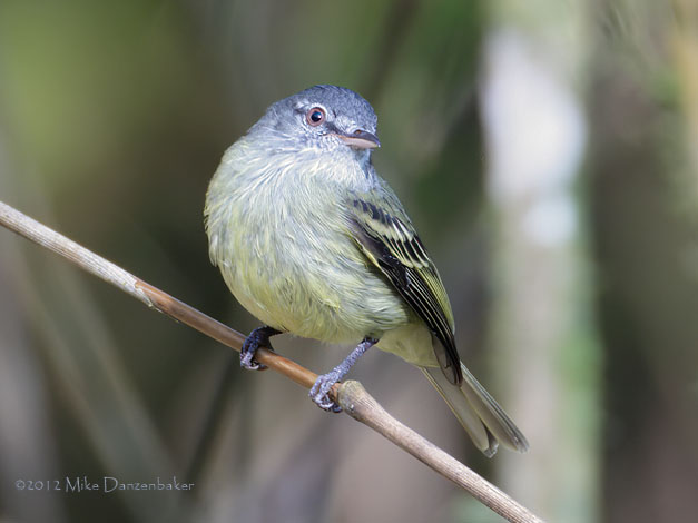 White-fronted Tyrannulet (Phyllomyias zeledoni) photo