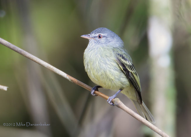 White-fronted Tyrannulet (Phyllomyias zeledoni) photo