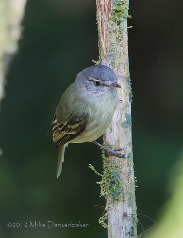 White-fronted Tyrannulet (Phyllomyias zeledoni) photo