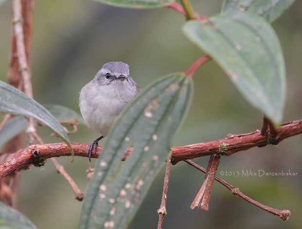 White-tailed Tyrannulet (Mecocerculus poecilocercus) photo