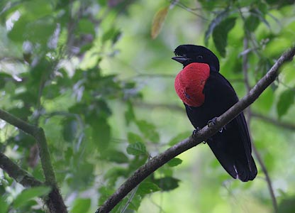 Bare-necked Umbrellabird (Cephalopterus glabricollis) photo