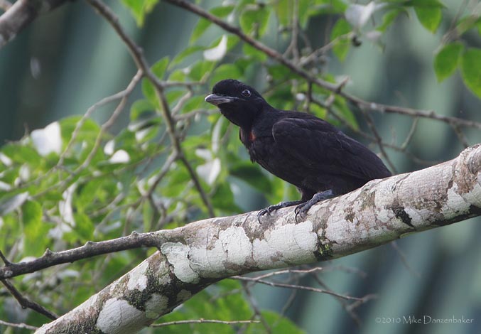 Bare-necked Umbrellabird (Cephalopterus glabricollis) photo
