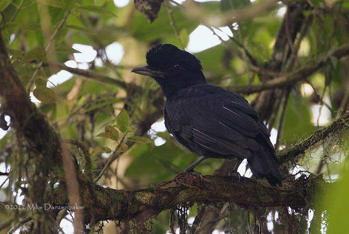 Long-wattled Umbrellabird (Cephalopterus penduliger) photo