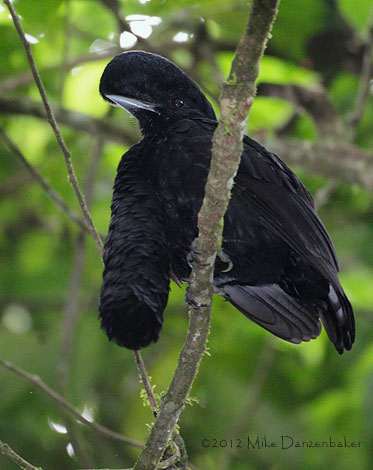 Long-wattled Umbrellabird (Cephalopterus penduliger) photo