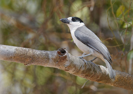 Van Dam's Vanga (Xenopirostris damii) photo