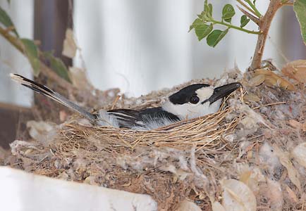 Hook-billed Vanga (Vanga curvirostris) photo