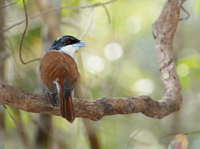 Rufous Vanga (Schetba rufa) photo