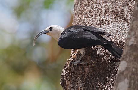 Sickle-billed Vanga (Falculea palliata) photo