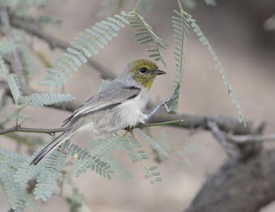 Verdin (Auriparus flaviceps) photo