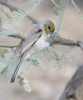 Verdin (Auriparus flaviceps) photo