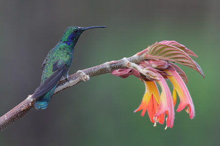 Green Violet-ear (Colibri thalassinus) photo