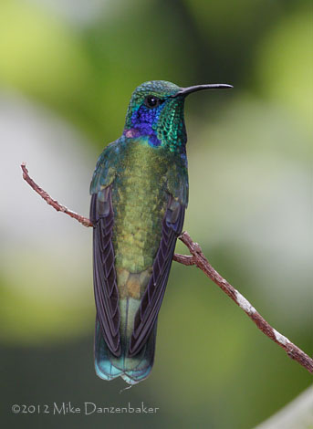 Lesser Violetear (Colibri cyanotus) photo