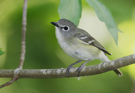 Cassin's Vireo (Vireo cassinii) photo