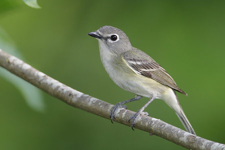 Cassin's Vireo (Vireo cassinii) photo