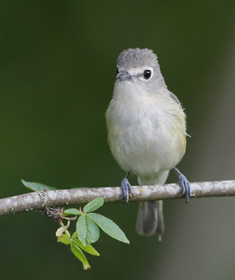 Cassin's Vireo (Vireo cassinii) photo