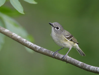 Cassin's Vireo (Vireo cassinii) photo