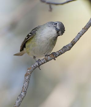 Cassin's Vireo (Vireo cassinii) photo