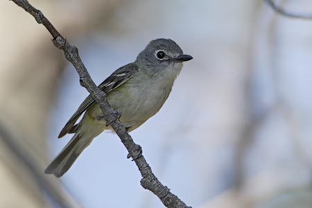 Cassin's Vireo (Vireo cassinii) photo