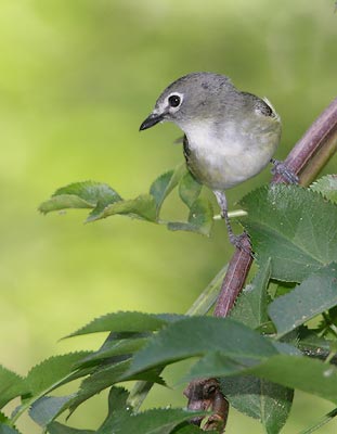 Cassin's Vireo (Vireo cassinii) photo
