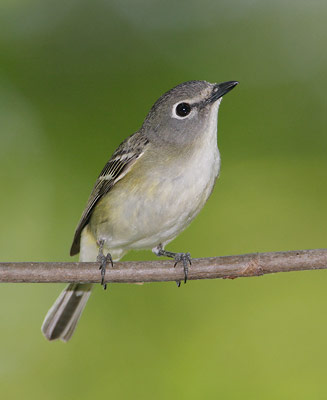 Cassin's Vireo (Vireo cassinii) photo