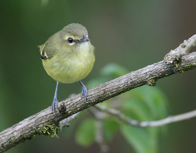 Yellow-winged Vireo (Vireo carmioli) photo
