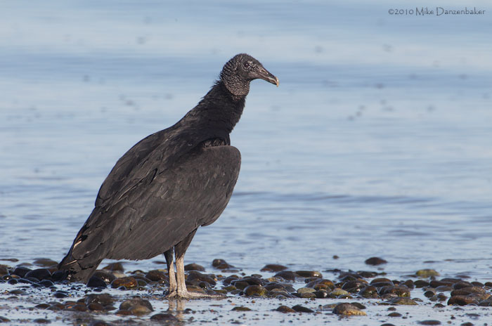 Black Vulture (Coragyps atratus) photo