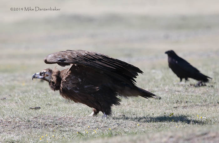 Cinereous Vulture (Aegypius monachus) photo