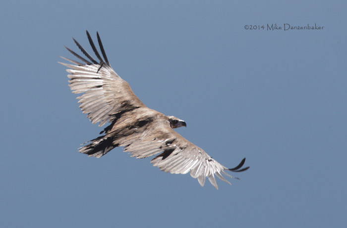 Cinereous Vulture (Aegypius monachus) photo