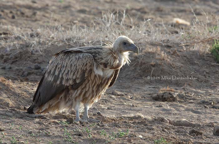 Himalayan Vulture (Gyps himalayensis) photo