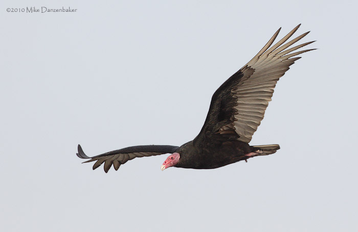 Turkey Vulture (Cathartes aura) photo
