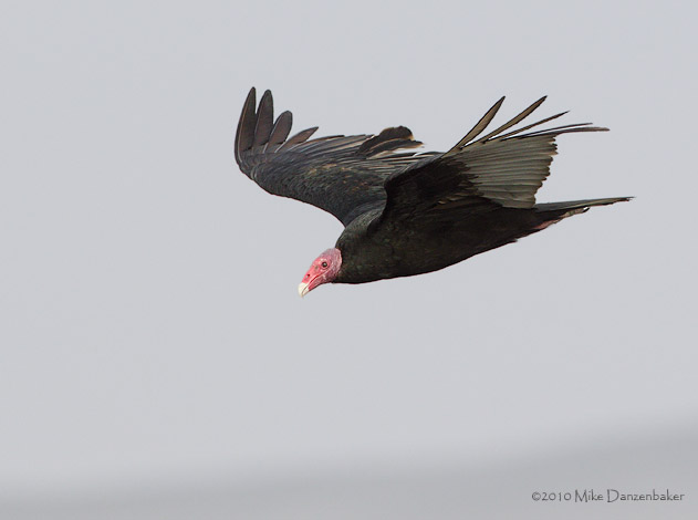 Turkey Vulture (Cathartes aura) photo