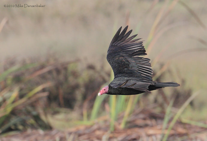 Turkey Vulture (Cathartes aura) photo